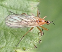 Empis stercorea