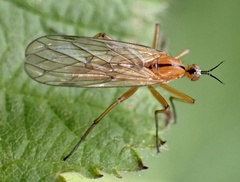 Empis stercorea