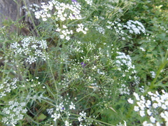 Scaligeria napiformis