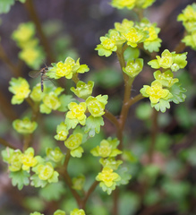 Chrysosplenium flagelliferum