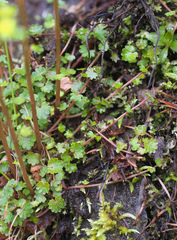 Chrysosplenium flagelliferum