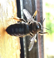 Xylocopa cantabrita