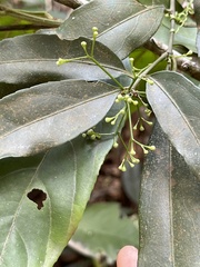 Euonymus nitidus