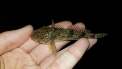 Cottus kanawhae