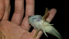 Cottus kanawhae