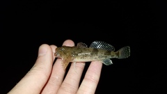 Cottus kanawhae