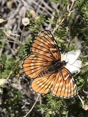 Chlosyne coronado coronado