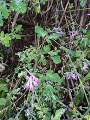 Corydalis edulis