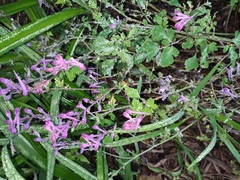 Corydalis edulis