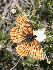 Chlosyne coronado coronado