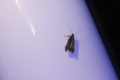 Schreckensteinioidea