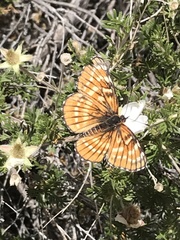Chlosyne coronado coronado