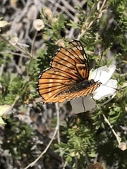 Chlosyne coronado coronado