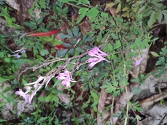 Corydalis edulis