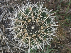 Parodia mammulosa