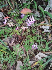 Corydalis edulis