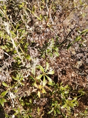 Galium tomentosum