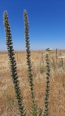 Echium glomeratum