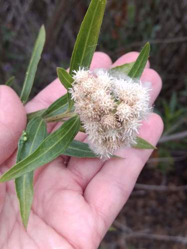 iNaturalist observation photo of mule fat