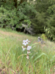 Lithophragma parviflorum parviflorum