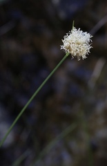 Calliscirpus criniger