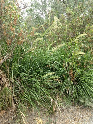 iNaturalist observation photo of giant wild rye