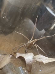 Pisaurina