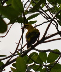 Oriolus auratus