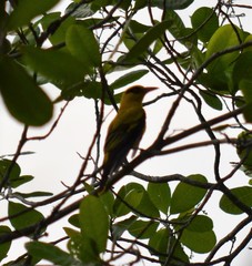 Oriolus auratus