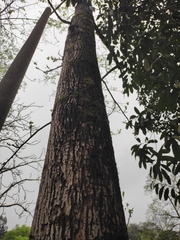 Liriodendron × sinoamericanum