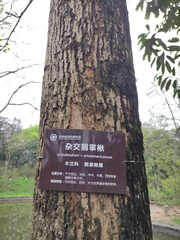 Liriodendron × sinoamericanum