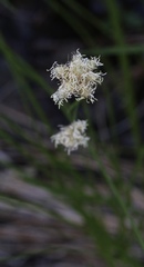Calliscirpus criniger