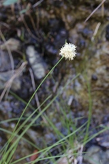 Calliscirpus criniger
