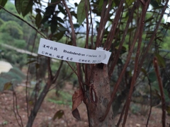 Rhododendron rivulare