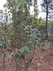 Rhododendron rivulare