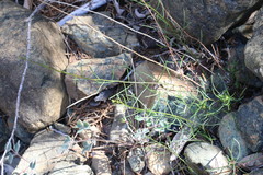 Calliscirpus criniger