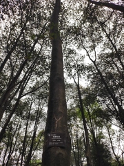 Elaeocarpus glabripetalus