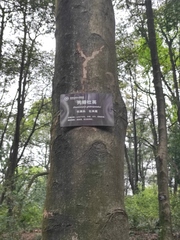 Elaeocarpus glabripetalus