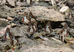 Graphium angolanus