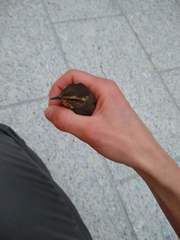 Parkesia noveboracensis