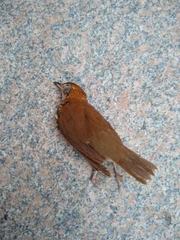 Hylocichla mustelina