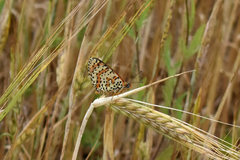 Melitaea didyma