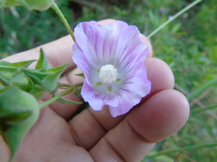 Malva punctata