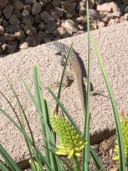 Aspidoscelis tesselatus