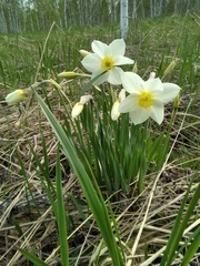 Narcissus × incomparabilis