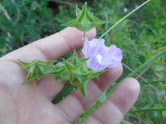 Malva punctata