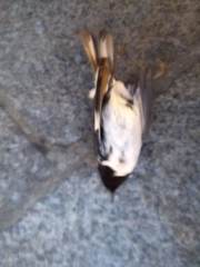 Setophaga caerulescens