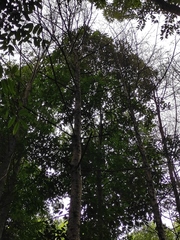 Pseudolarix amabilis