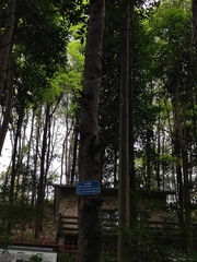 Pseudolarix amabilis