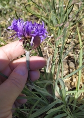Centaurea fuscomarginata